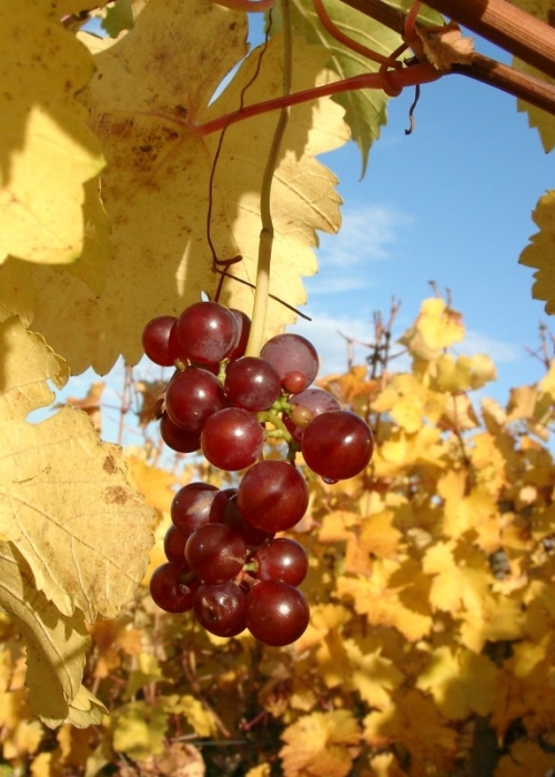 11030016 Geiztrauben roter Gutedel